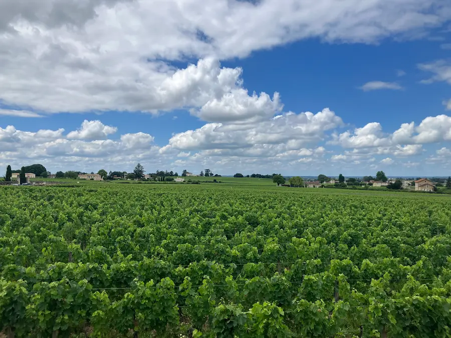 Un paysage de vignes et de nuages